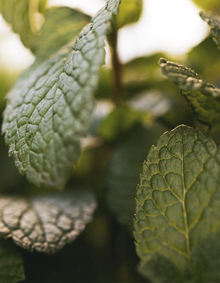 Menthol & peppermint