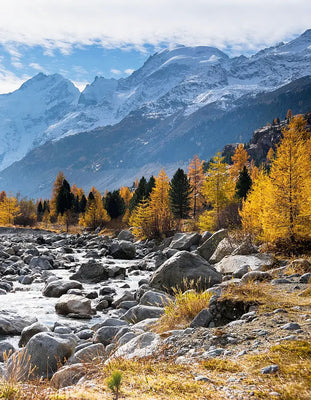 Larch arabinogalactan