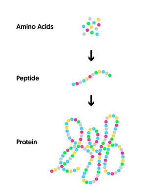 Peptides