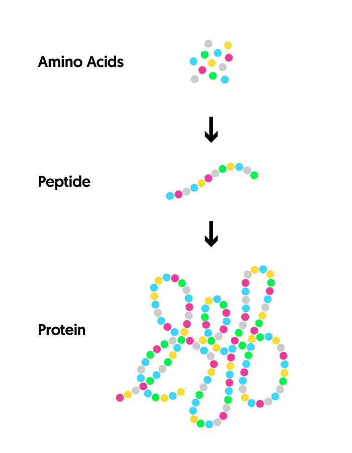 Peptide